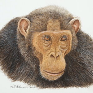Framed Walt Anderson Original Chimpanzee Painting, The Stare – Contact Required Before Purchase