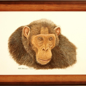 Framed Walt Anderson Original Chimpanzee Painting, The Stare – Contact Required Before Purchase