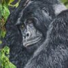 Rafiki the mountain gorilla